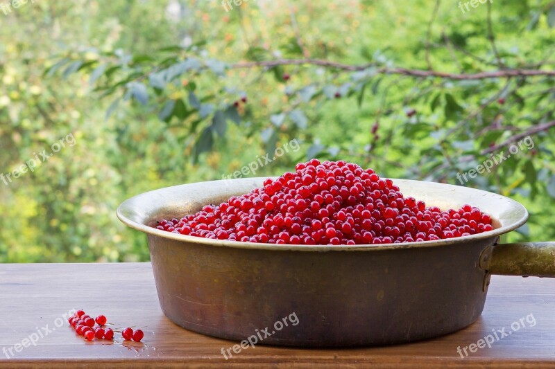 Berry Red Currant Summer Ripe