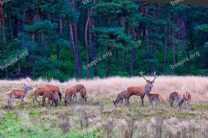 Nature Deer Veluwe Antlers Free Photos