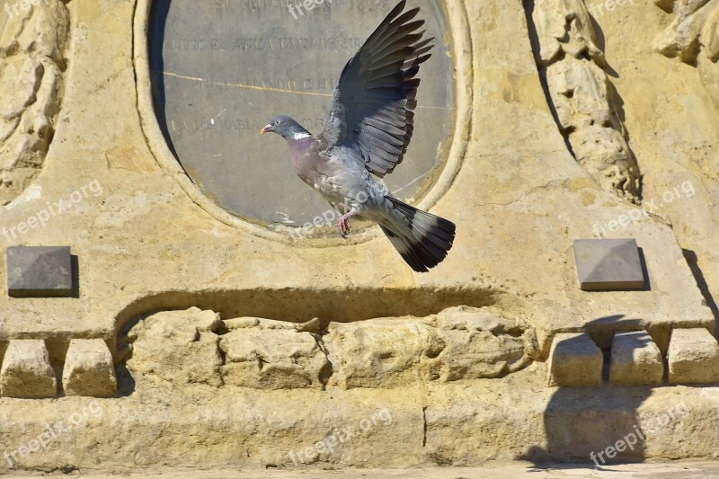 Birds Paloma Nature Pen Flight