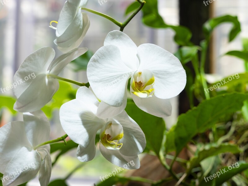 Orchids Orchis Flowers White Tropical