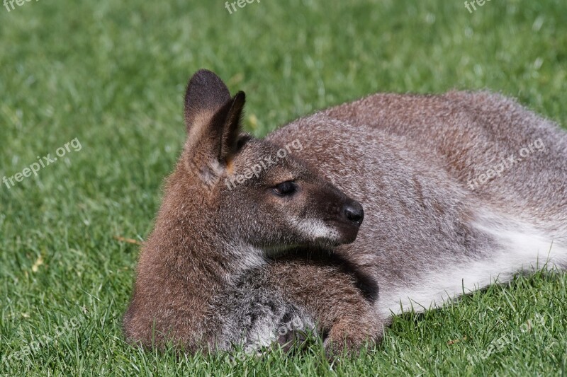 Kangaroo Australlien Field Concerns Meadow