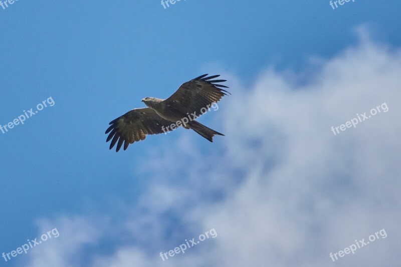 Milan Bird Of Prey Sky Clouds Wing