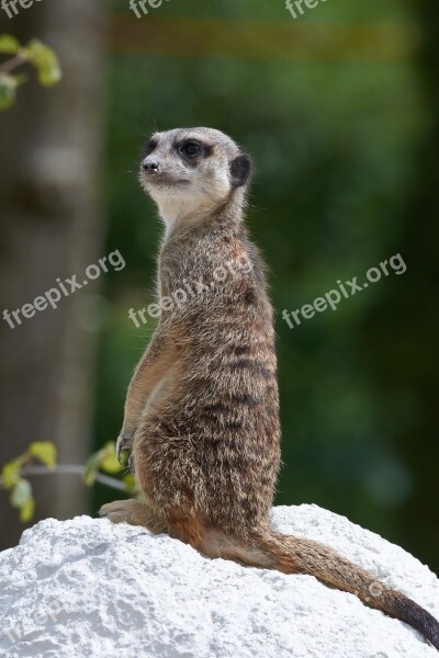 Meerkat Guard Cute Watch Nature