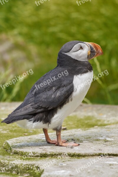 Puffin Iceland Bird Nature Cliff