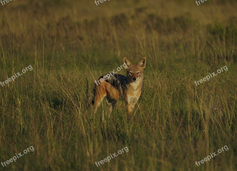 Jackal Morning Sun Pilanesberg National