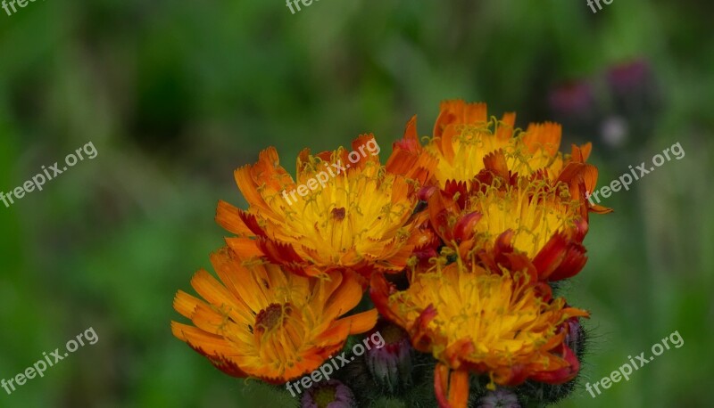 St John's Wort Flower Blossom Bloom Plant