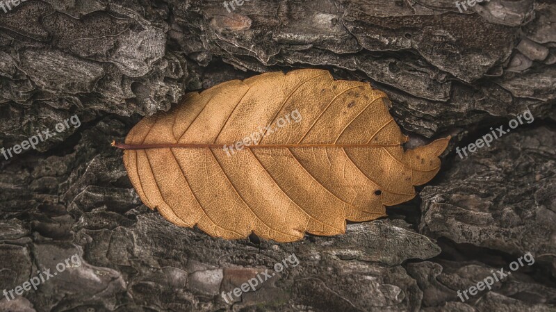 Leaves The Leaves Deciduous Nature Autumn