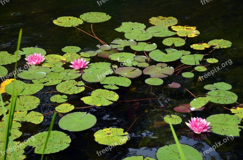 Nuphar Pond Nature Aquatic Plant Water Lily