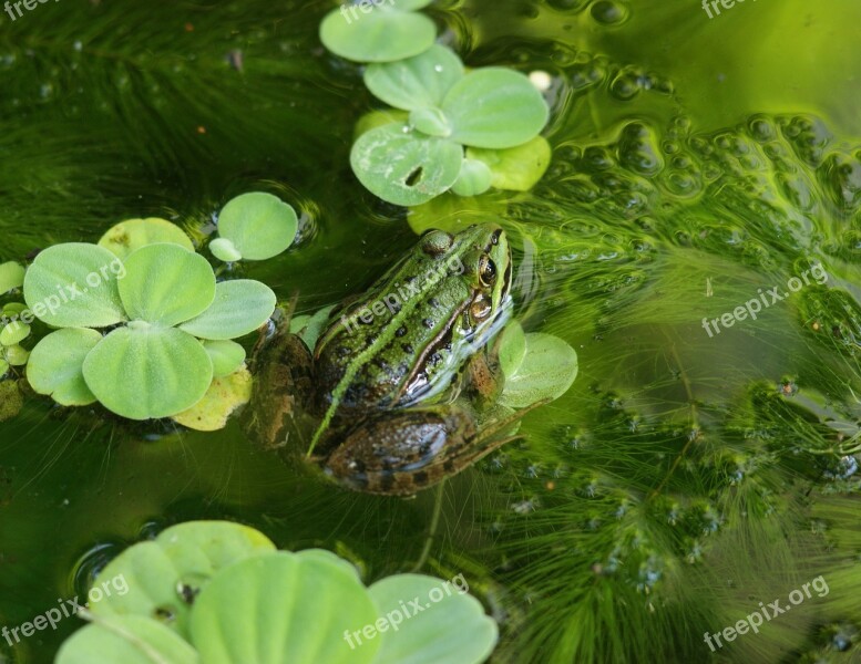 The Frog śmieszka Water Polo Green Water