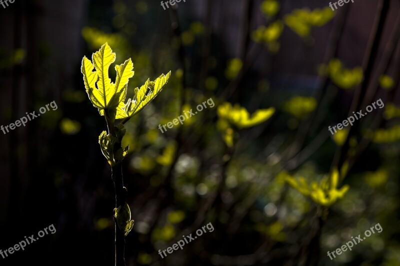 Light Fig Leaves Garden Plant