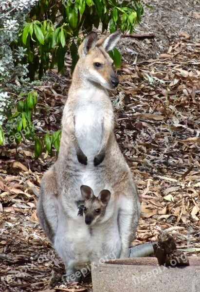 Joey Mother Kangaroo Wallaby Marsupial