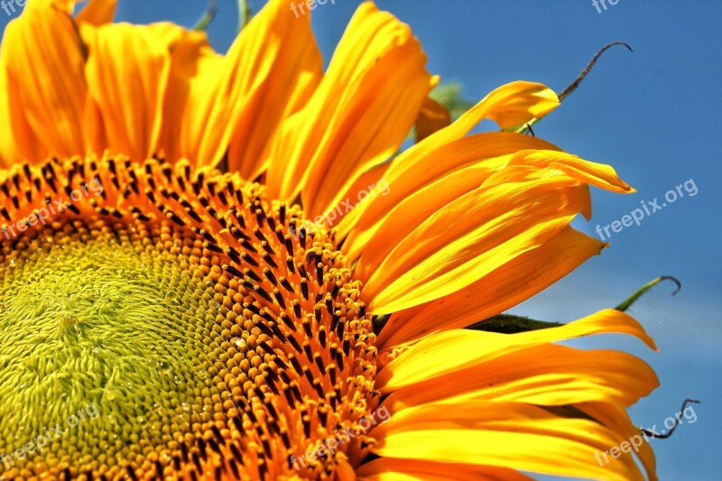 Sunflower Flower Plant Summer Garden