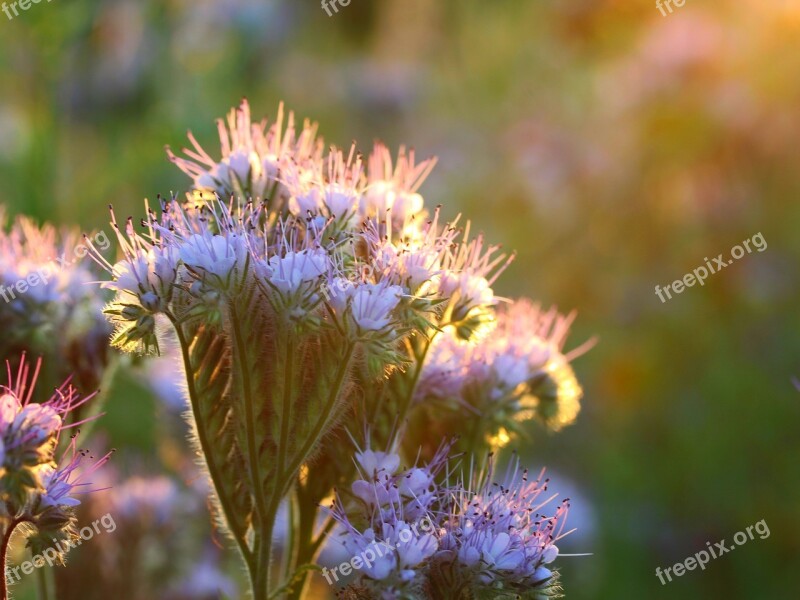 Phacelia Flower Plant Summer Garden