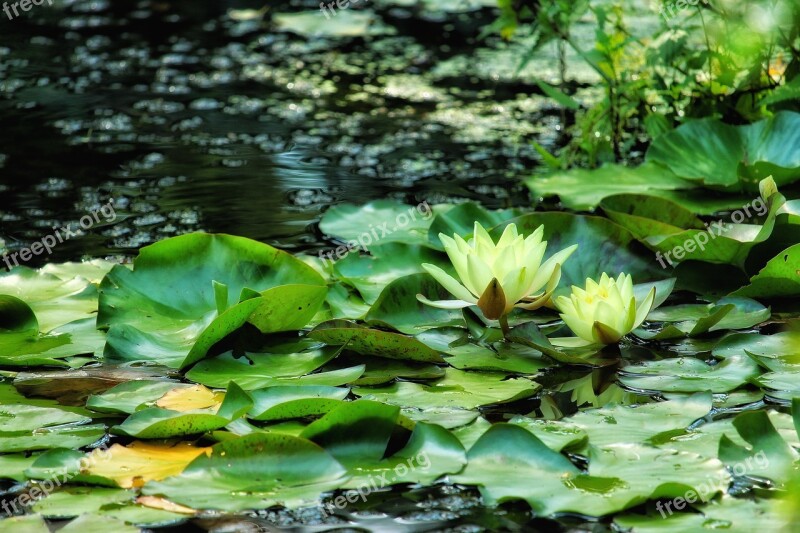 Water Lilies Yellow Lily Pond Flower Incomplete