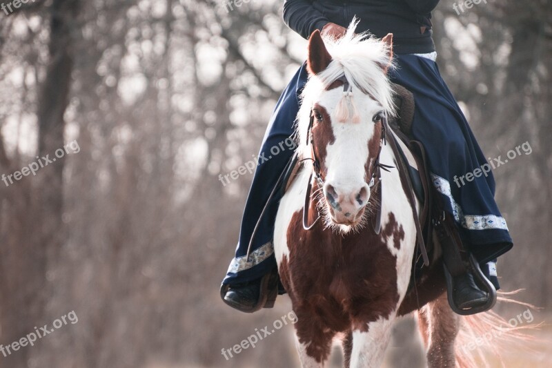 Horse Pony Lewitzer Pinto Rock