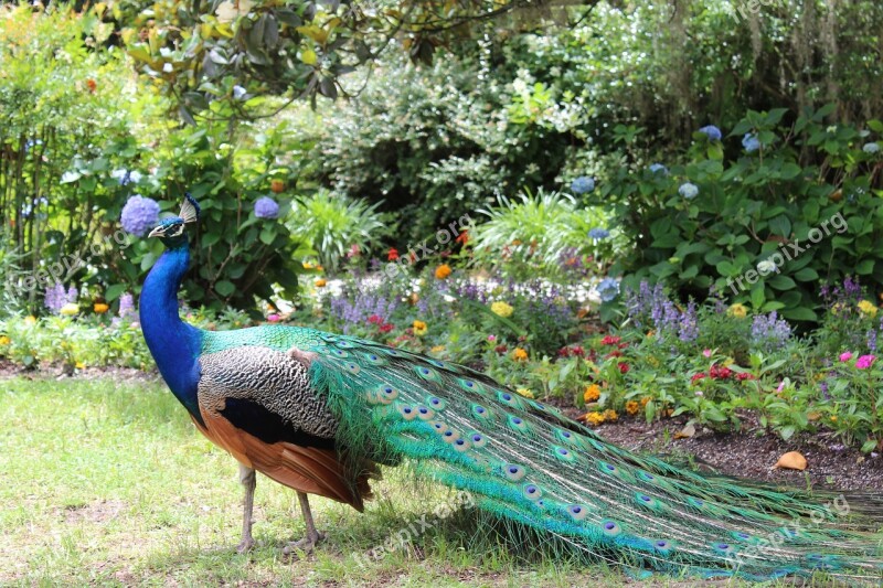 Peacock Colorful Garden Paradise Exotic