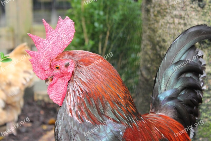 Rooster Cock Red Green Nature