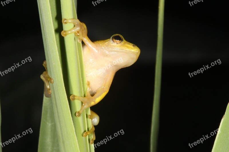 Frog Durban South Africa Hyperolid Hyperolidae