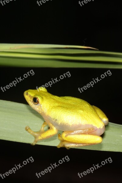 Frog Durban South Africa Hyperolid Hyperolidae