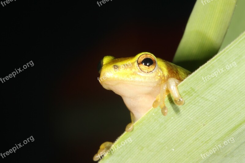 Frog Durban South Africa Hyperolid Hyperolidae