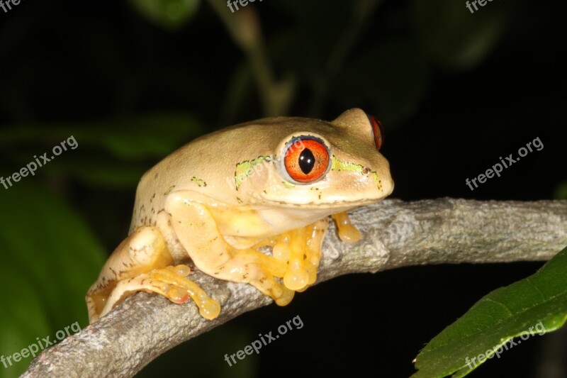 Frog Durban South Africa Hyperolid Hyperolidae