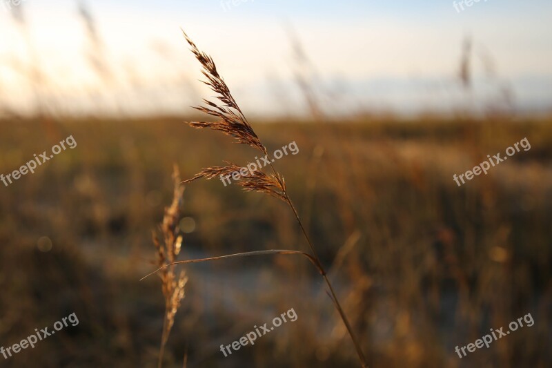 Marram Grass Beach Dusk Sea Coast