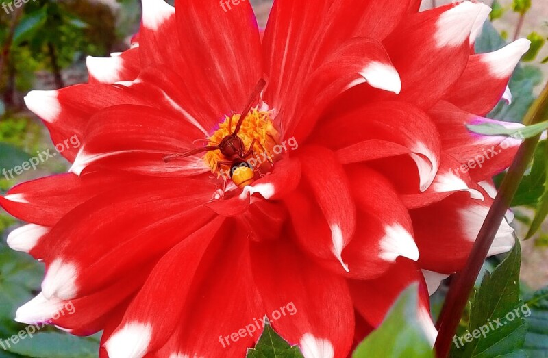 Flowers Red Flowers Bloom Blossom Dahlia