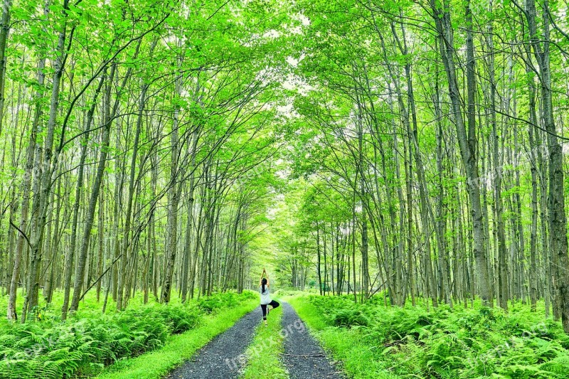 Forest Green Trees Nature Tall