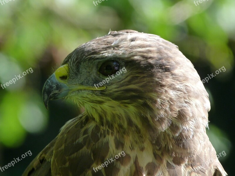 Common Buzzard Bird Raptor Buzzard Predator