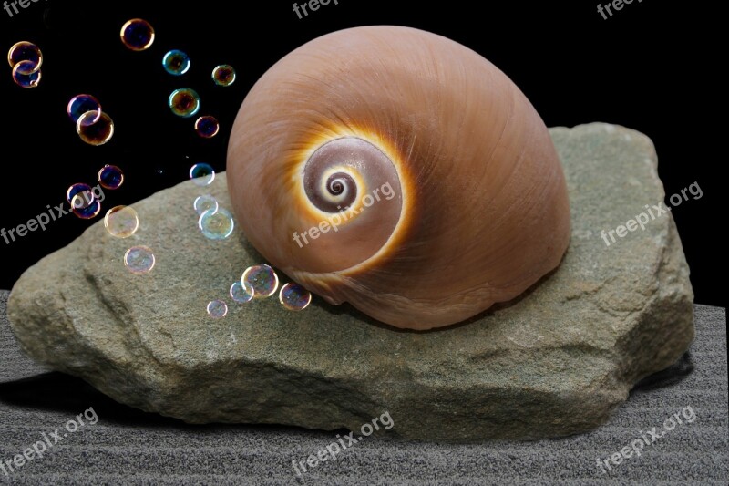 Snail Shell Snail Sand Pebble Blow