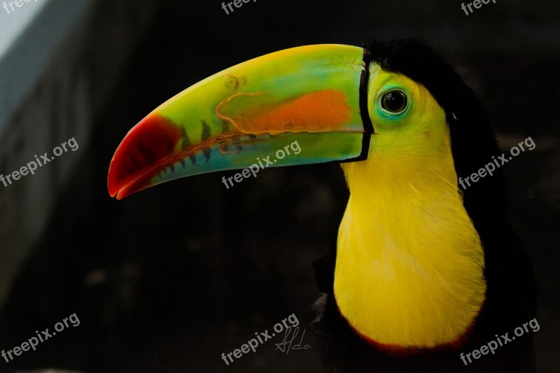 Tucan Nature Colors Birds Free Photos