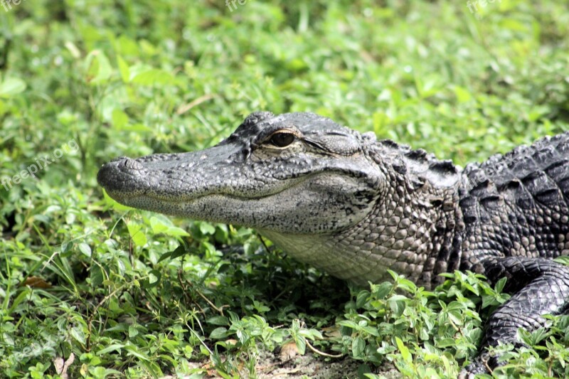 Alligator Usa Reptile Everglades Florida