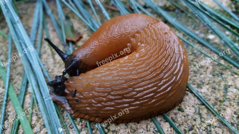 Nature Snail Slug Free Photos