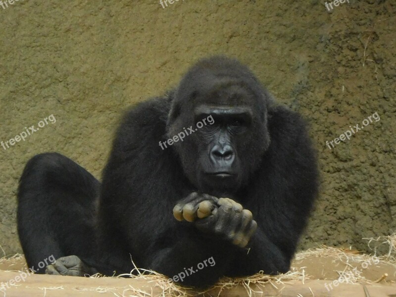 Gorilla Zoo Monkey Ape Animal