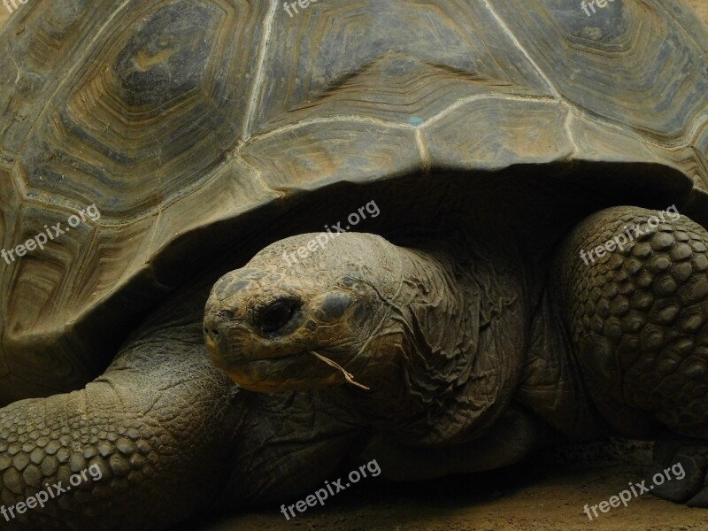 Galapagos Giant Tortoise Turtle Galápagos Galapagos Turtle Panzer