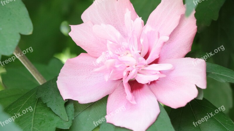 Marshmallow Garden Plant Nature Flower