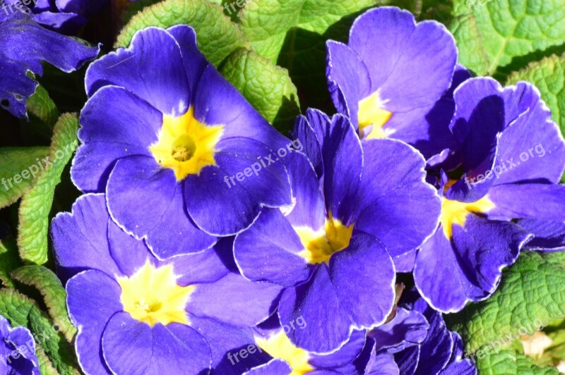 Primrose Violet Spring Flower Plant