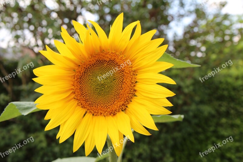 Sunflower Flower Sun Yellow Flower Seeds Birds Free Photos