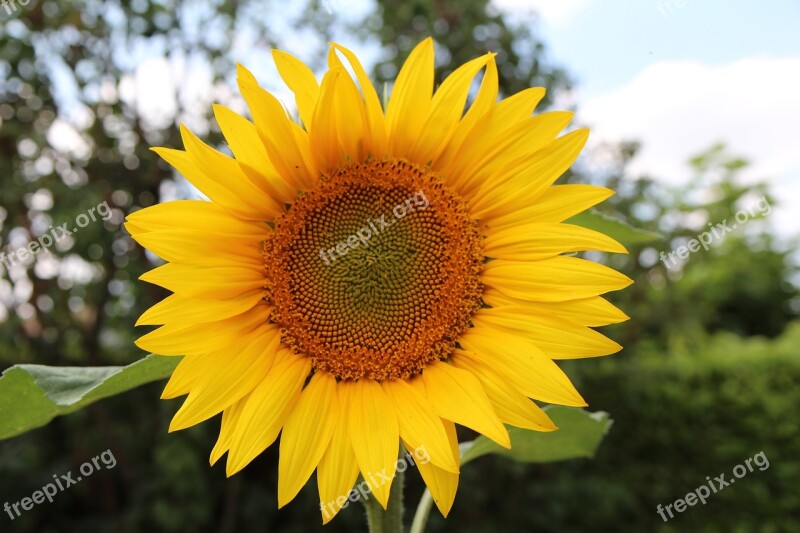 Sunflower Flower Sun Agriculture Yellow Flower Free Photos