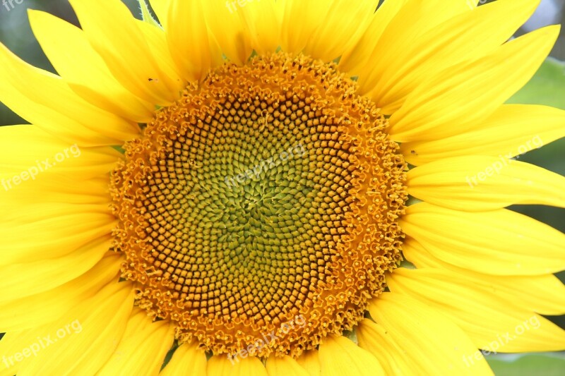 Sunflower Flower Sun Agriculture Yellow Flower Free Photos