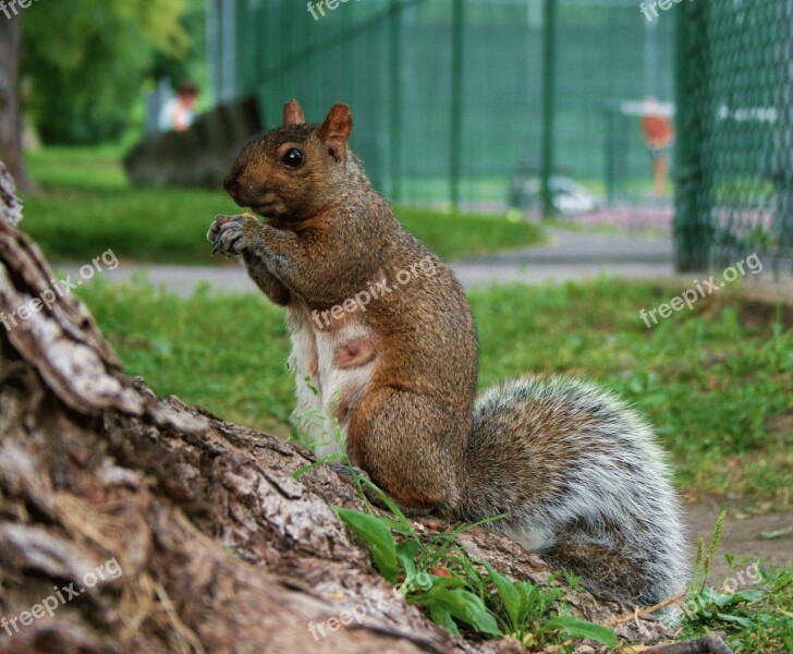 Squirrel Mother Pregnant Nature Female