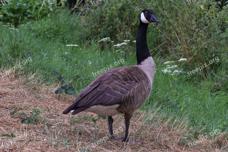 Canada Goose Goose Water Bird Wild Goose Free Photos