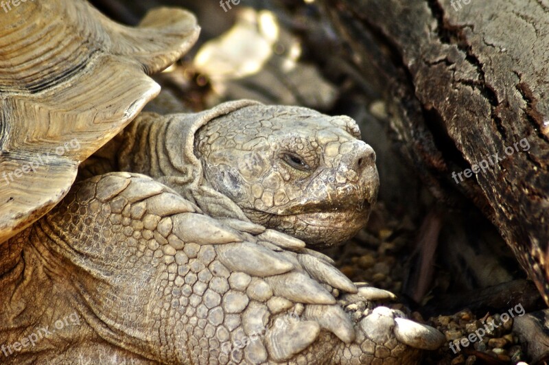 Turtle Giant Turtle Turtles Of The Galapagos Galapagos Turtle Giant Tortoise Of The Galapagos