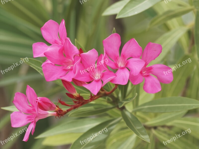 Oleander Nerium Oleander Shrub Flowers Oleandre