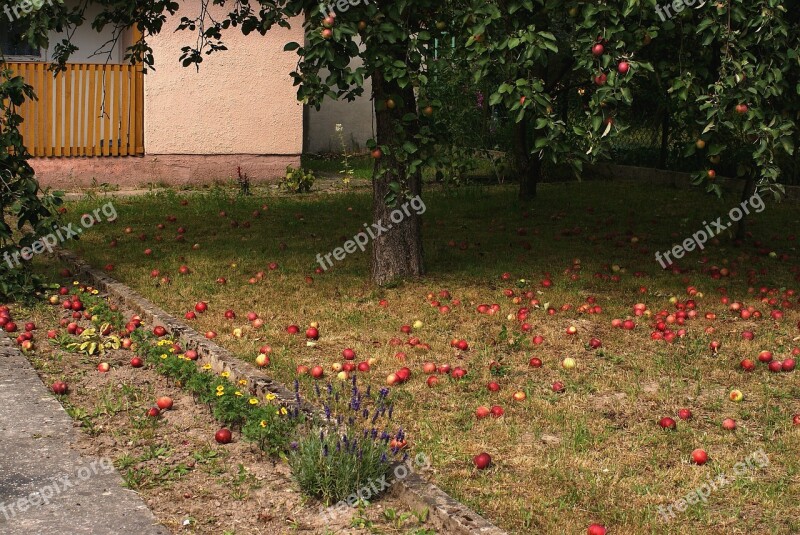 Tree Apples Nature Fruit Sad