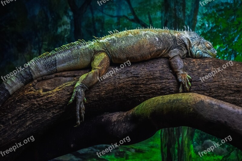 Green Iguana Iguana Iguana Reptile Lizard Animal