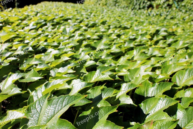 Green Summer Plant Nature Garden