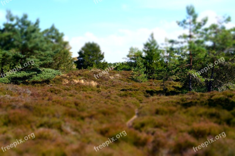 Landscape Heide Pine Nature Tiltshift