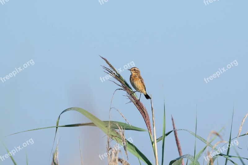 Whinchat Bird Reed Lake Spring Lake