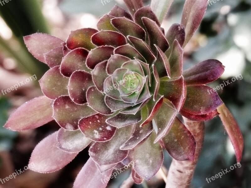 Desert Purple Cactus Flower Succulent